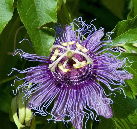 passion flower seeds near me